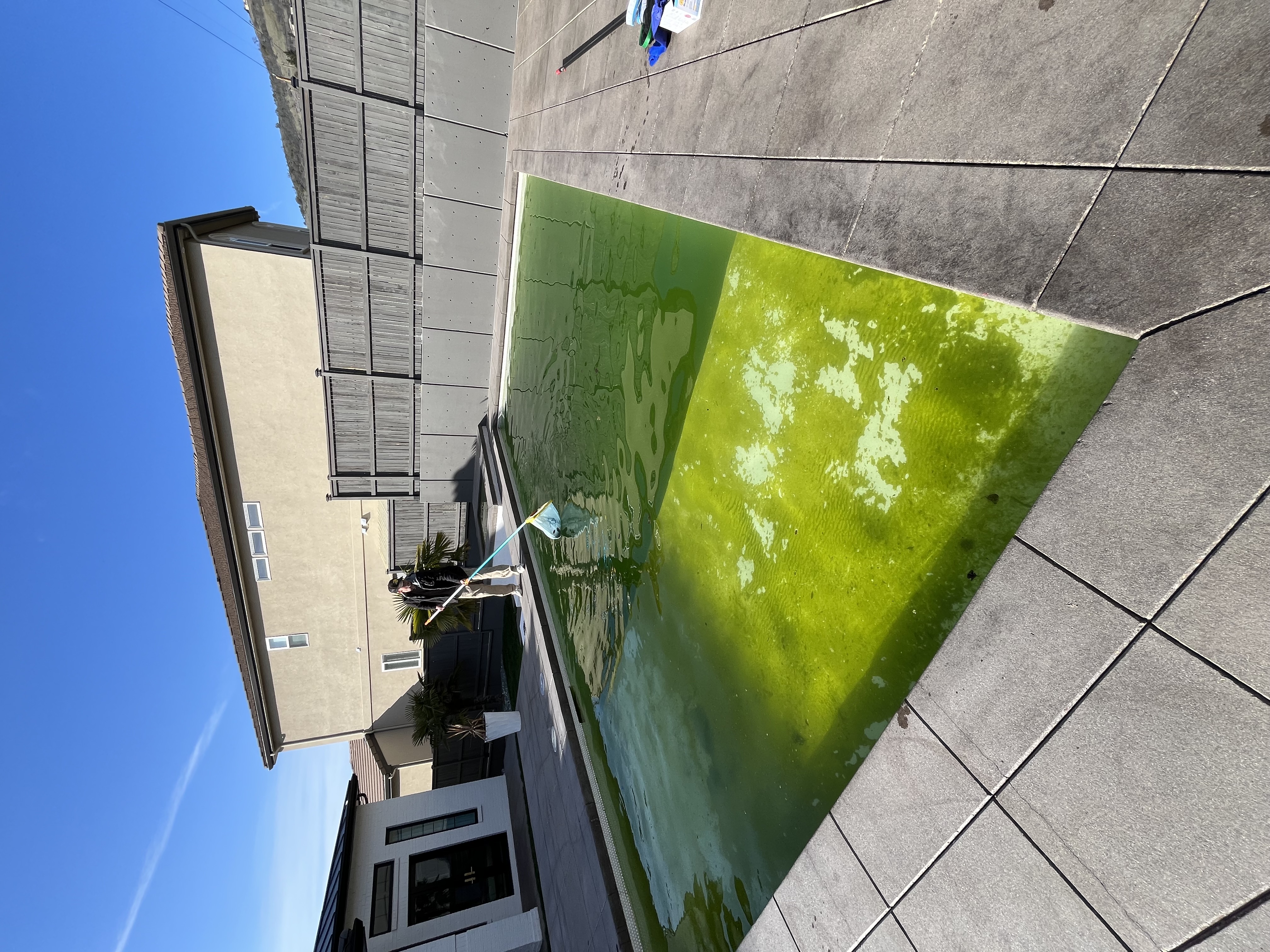 Neglected rectangular pool with algae and debris